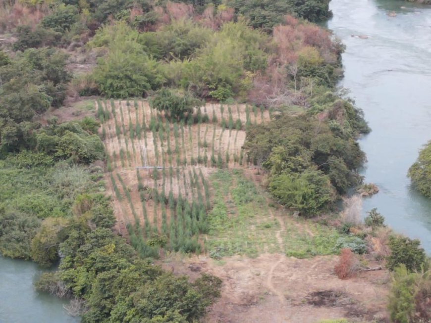 PM, Cipe-Caatinga e Delegacia de Polícia Federal, realizam erradicação de mais de 35.000 (trinta e cinco mil) pés de cannabis sativa no município de Curaçá - Bahia